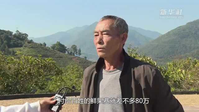 云南宁洱:“金豆豆”领跑山区绿色产业