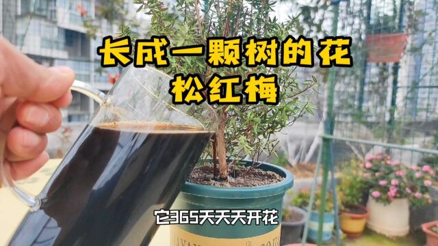 可以长成一颗树的花卉松红梅日常养护知识