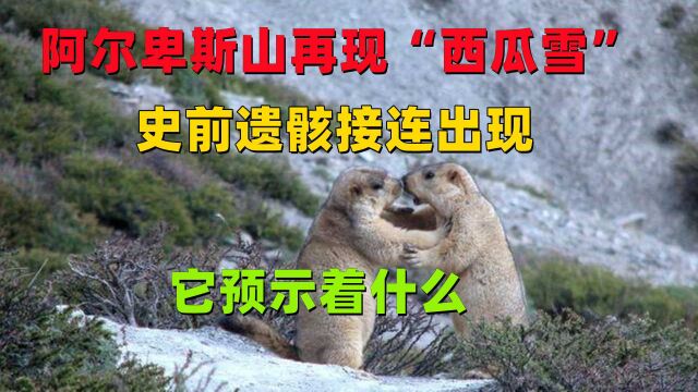 阿尔卑斯山再现“西瓜雪”,史前遗骸接连出现,它预示着什么?