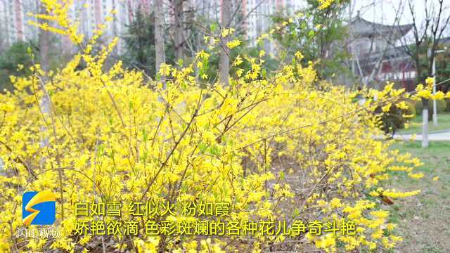 阳春三月百花开 济宁南池公园春意盎然惹人沉醉