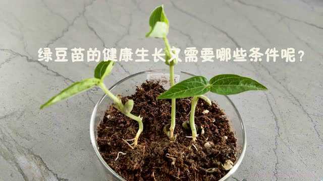 新教科版五下第一单元《生物与环境》微课及实验视频下载