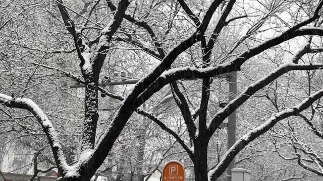 北京中雪来袭洋洋洒洒甚美 已发布道路结冰黄色预警 提醒出行安全