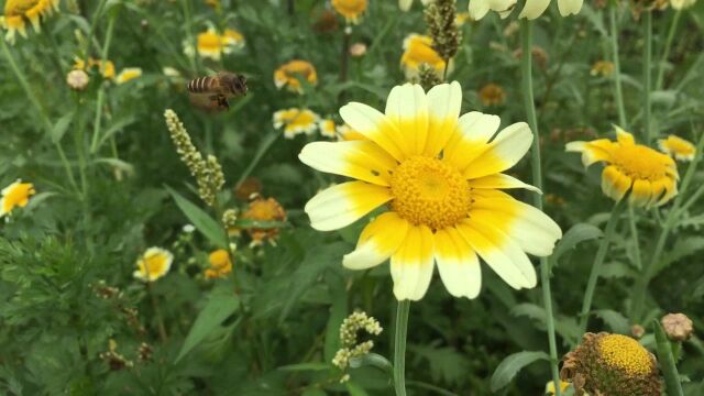 从平凡生活里找快乐15|茼蒿菜花