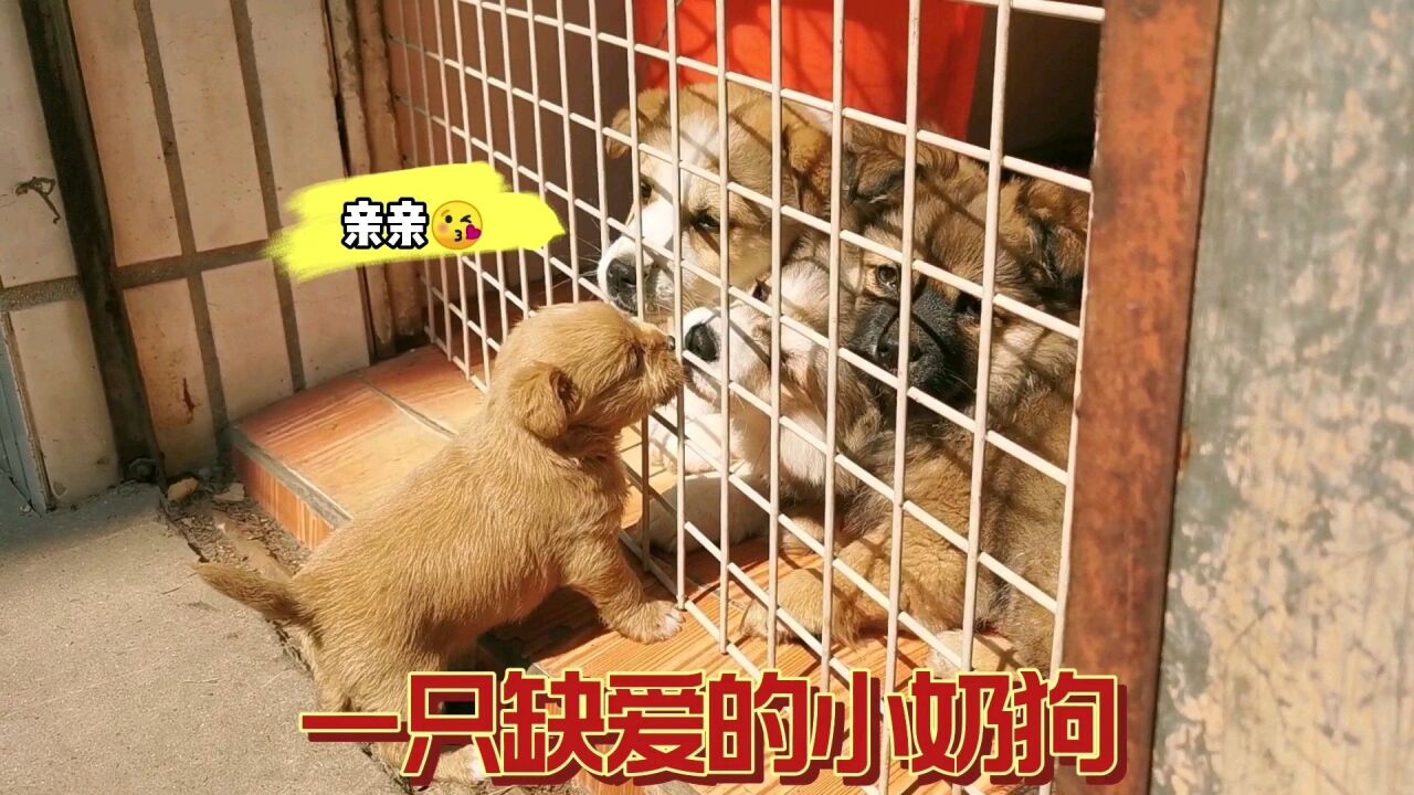 一只可怜的小奶狗,未满月就离开了狗妈,靠喝羊奶度日