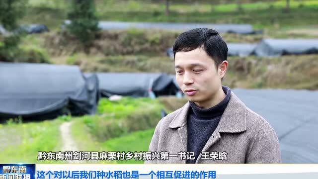 【奋进新征程 建功新时代】剑河:科学种养见成效 菌业喜获大丰收