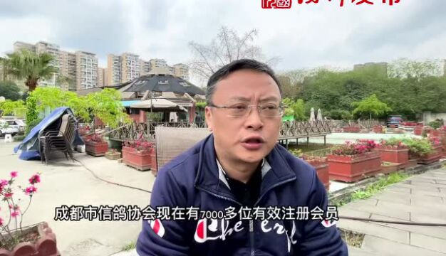 网友投诉成都一小区信鸽扰民?回应来了 | 川叔知民生