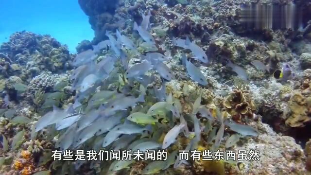 老外在浅滩发现传说中的海兔,原来长这样,网友:海兔是兔子吗?