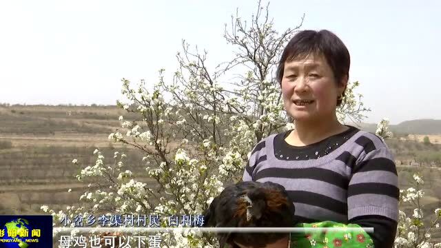 彭阳打造生态鸡养殖亿元富民增收产业