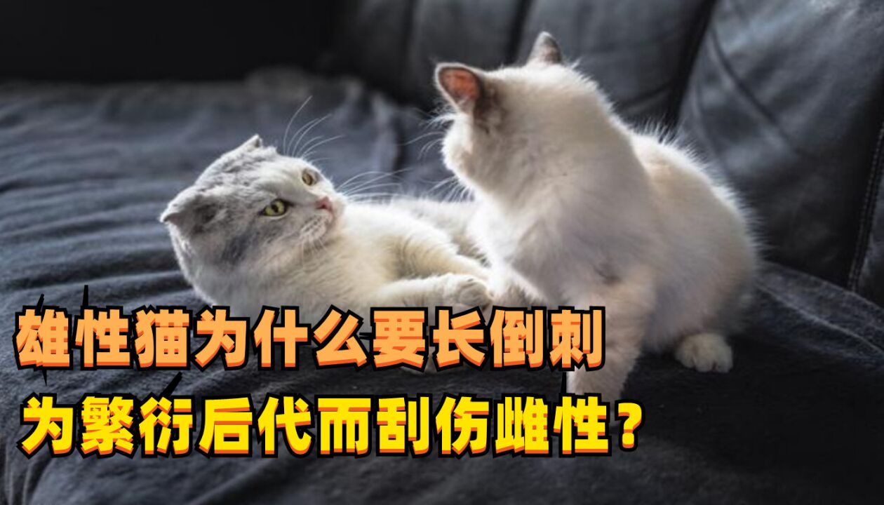 雄性猫为什么要长倒刺,为繁衍后代而刮伤雌性?这倒刺可不简单!