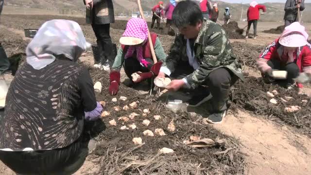 和政:种植赤松茸 撑起群众“致富伞”