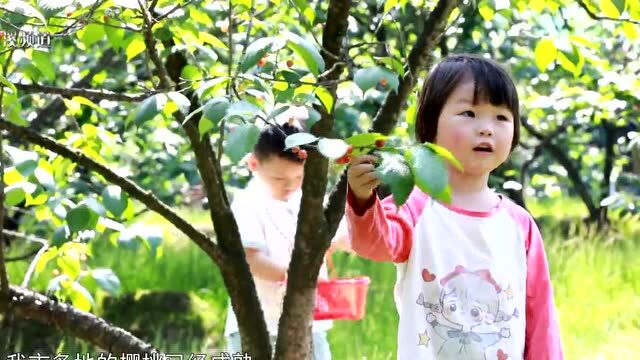 吃货们看过来!永康的“爱珠”上市了