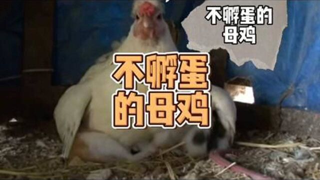 鸡舍的鸡不生蛋了,老人观察后发现,母鸡居然在“孵猫” #万物皆有灵性