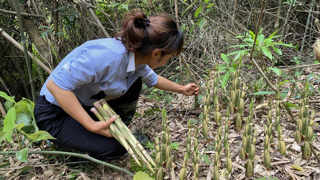 连续拔了25天的野笋,满山的笋子多到拔不完,又是收获满满的一天