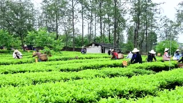 保山市昌宁县启动茶叶宣传周活动