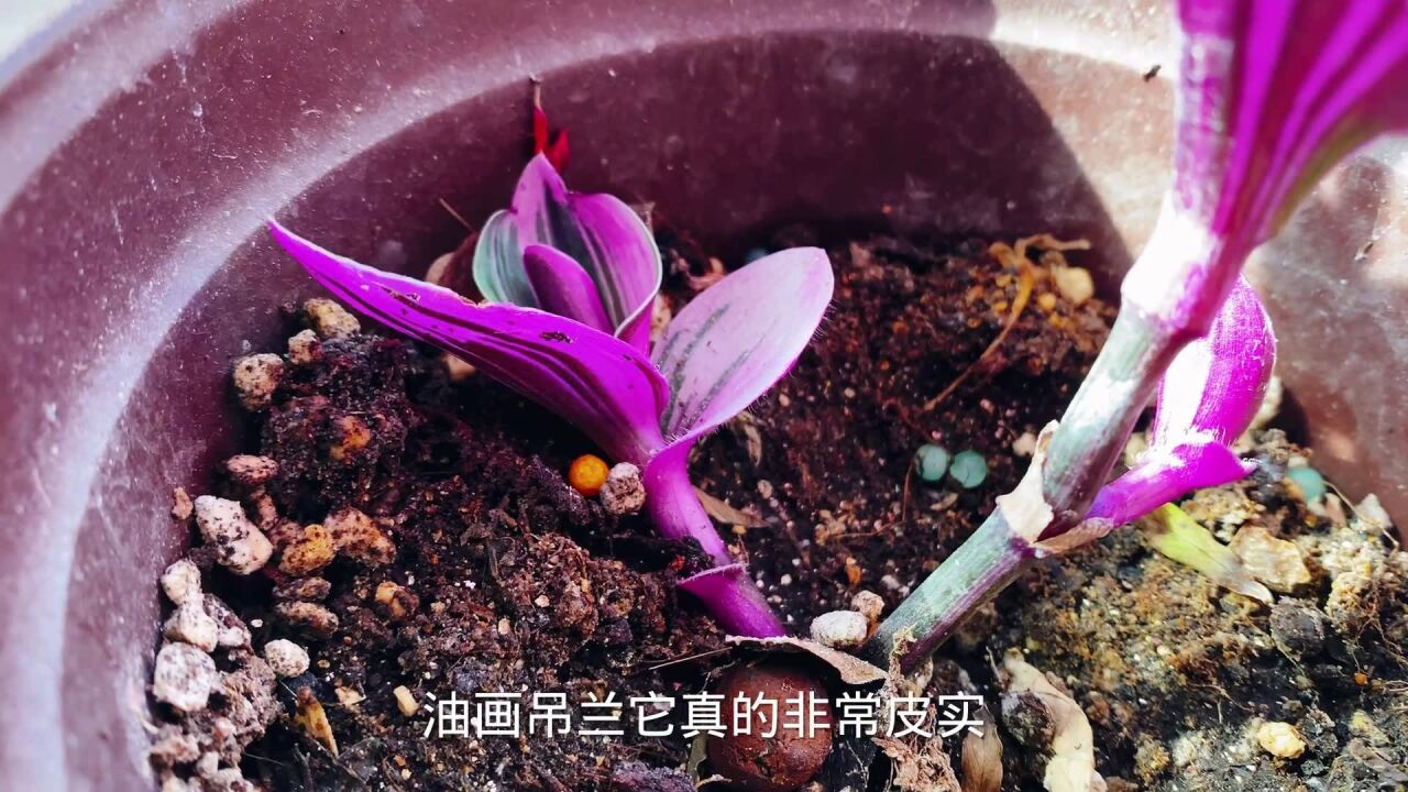 油画吊兰如何扦插,成活率高,侧芽不断冒