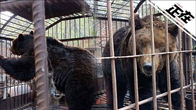 实拍沈阳市内一私养棕熊场所被查 官方:无驯养繁殖手续 棕熊暂扣转移至救护站