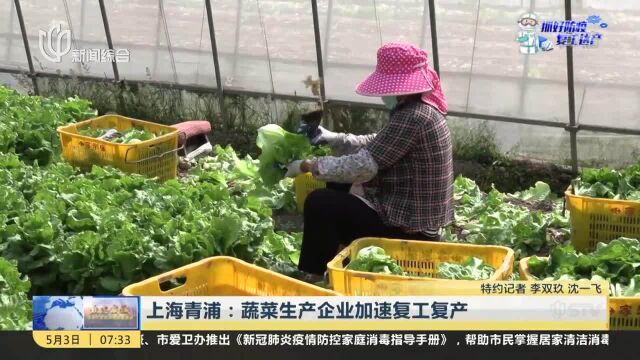 上海青浦:蔬菜生产企业加速复工复产 日上市量大幅增加 田头交易价下降明显