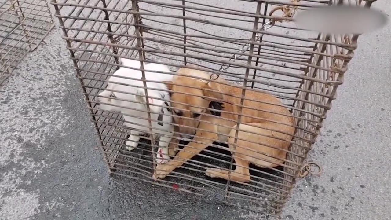 农村狗市:卖狗不卖绳,主人用铁夹子夹住狗狗脖子,小狗奋力挣扎!
