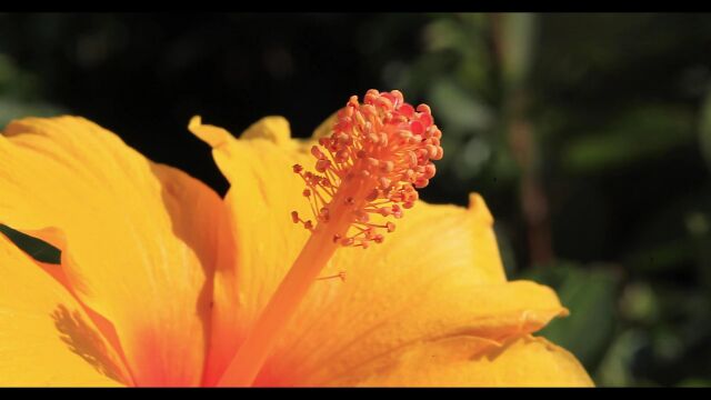 一朵黄花的特写视频