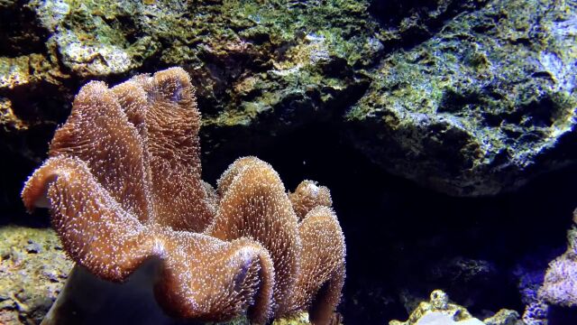 海洋海底生物动物珊瑚