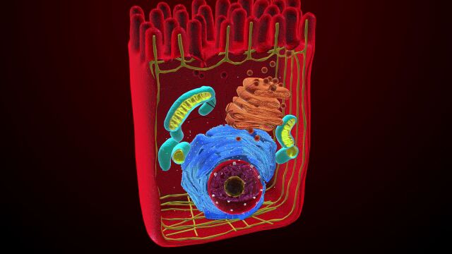 3D人体医疗人体真核细胞结构 医学