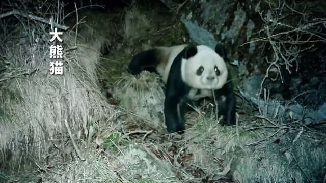 绵竹大山中住着这些特殊的“小可爱”