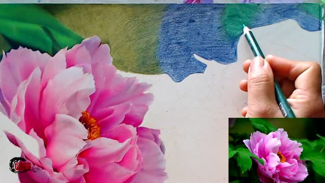 超写实彩铅画牡丹花(21)背景上色