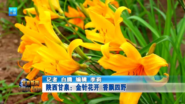 陕西甘泉:金针花开 香飘四野