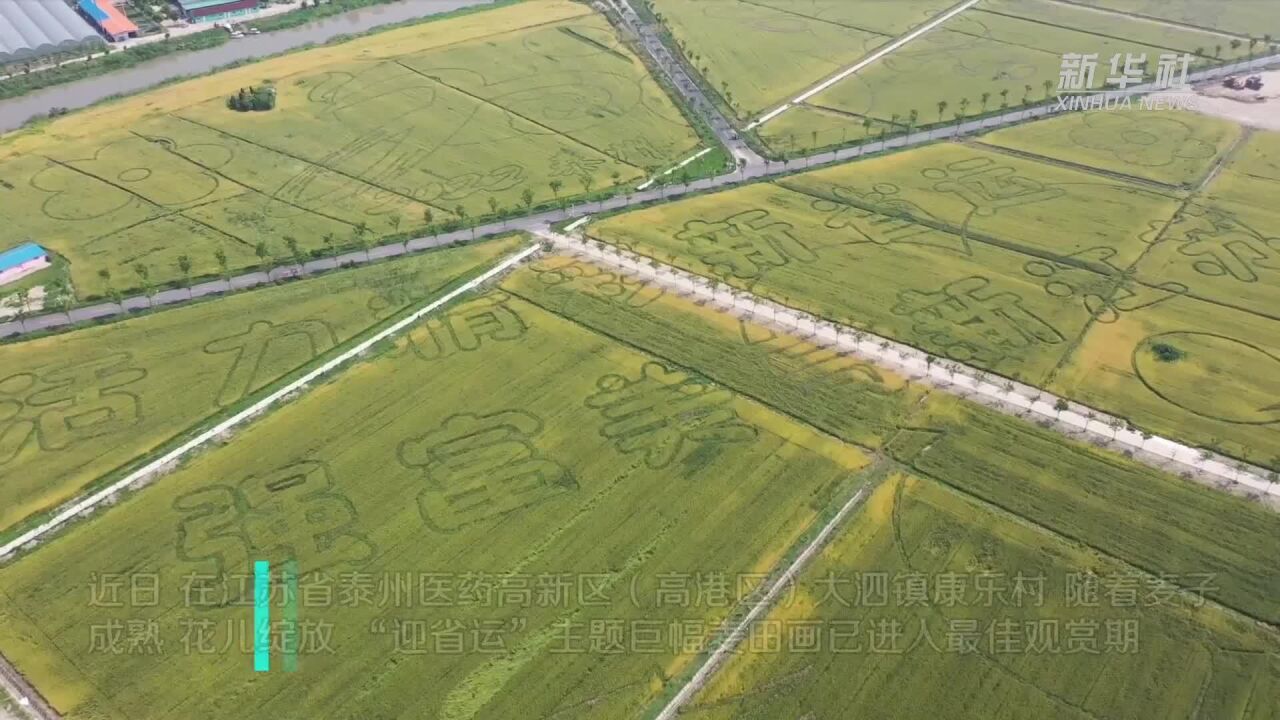 江苏泰州巨幅麦田画进入最佳观赏期