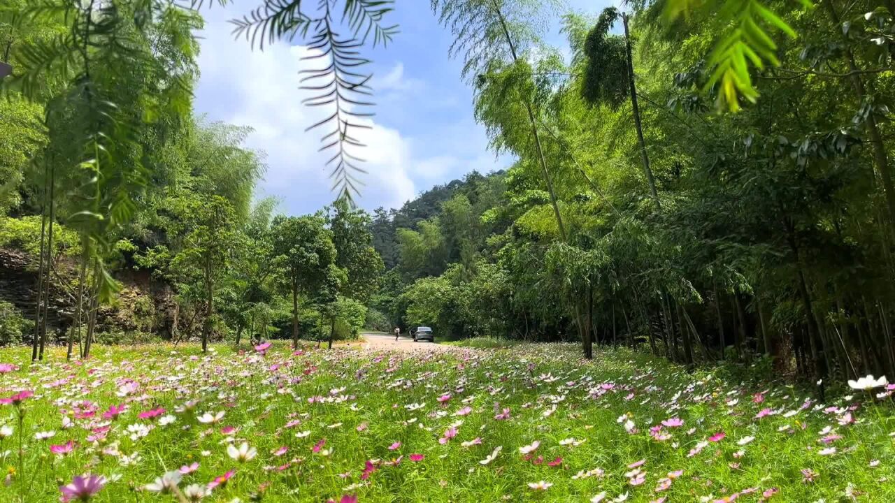 视频丨双牌阳明山:格桑花盛开 “缀”美小村庄