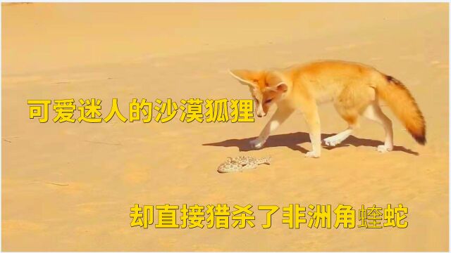 狐狸界中最小的沙漠狐狸,他不仅可爱迷人,更是猎杀了非洲角蝰蛇