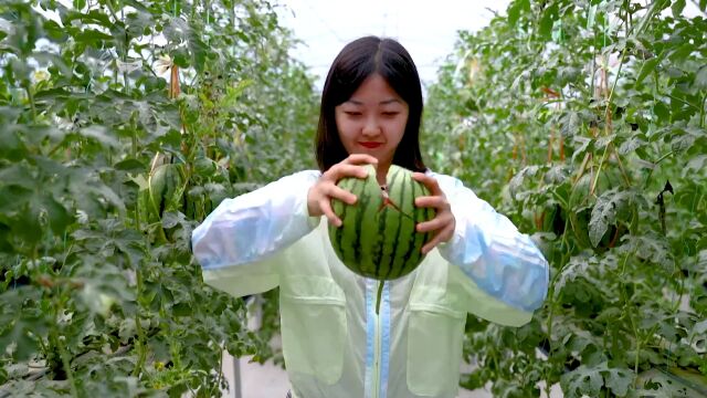 (电视通稿ⷥ›𝥆…ⷧ侤𜚩记者带你体验昆明东川“手撕西瓜”