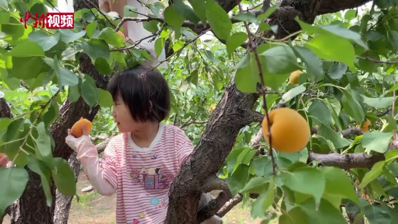 古景“汾河晚渡”今朝瓜果飘香农旅融合促乡村振兴