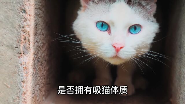 吸猫体质,到底是什么东西