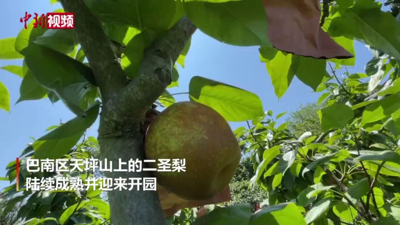 盛夏的果实!重庆巴南6000余亩梨园迎丰收