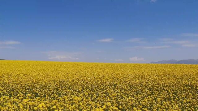 百里油菜花海等你来!附列车时刻表