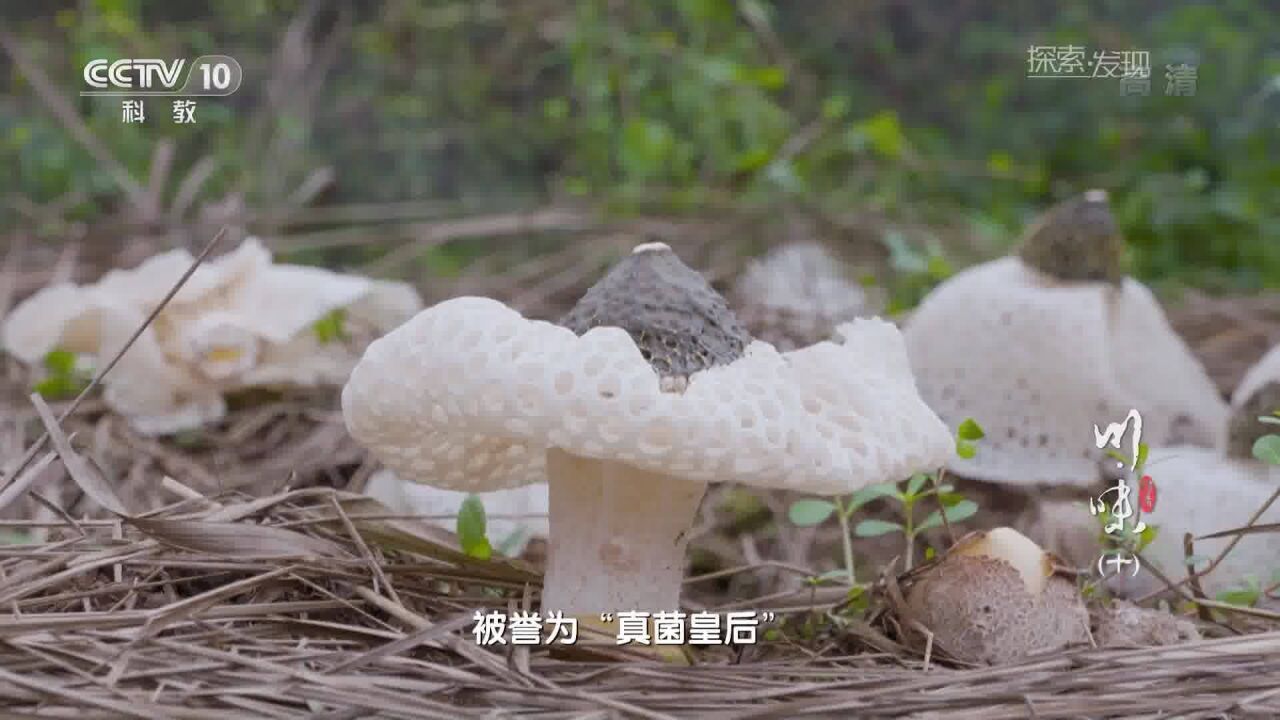 “真菌皇后”竹荪 生长过程超解压