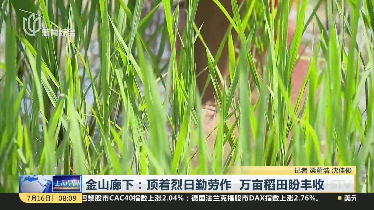 金山廊下:顶着烈日勤劳作 万亩稻田盼丰收