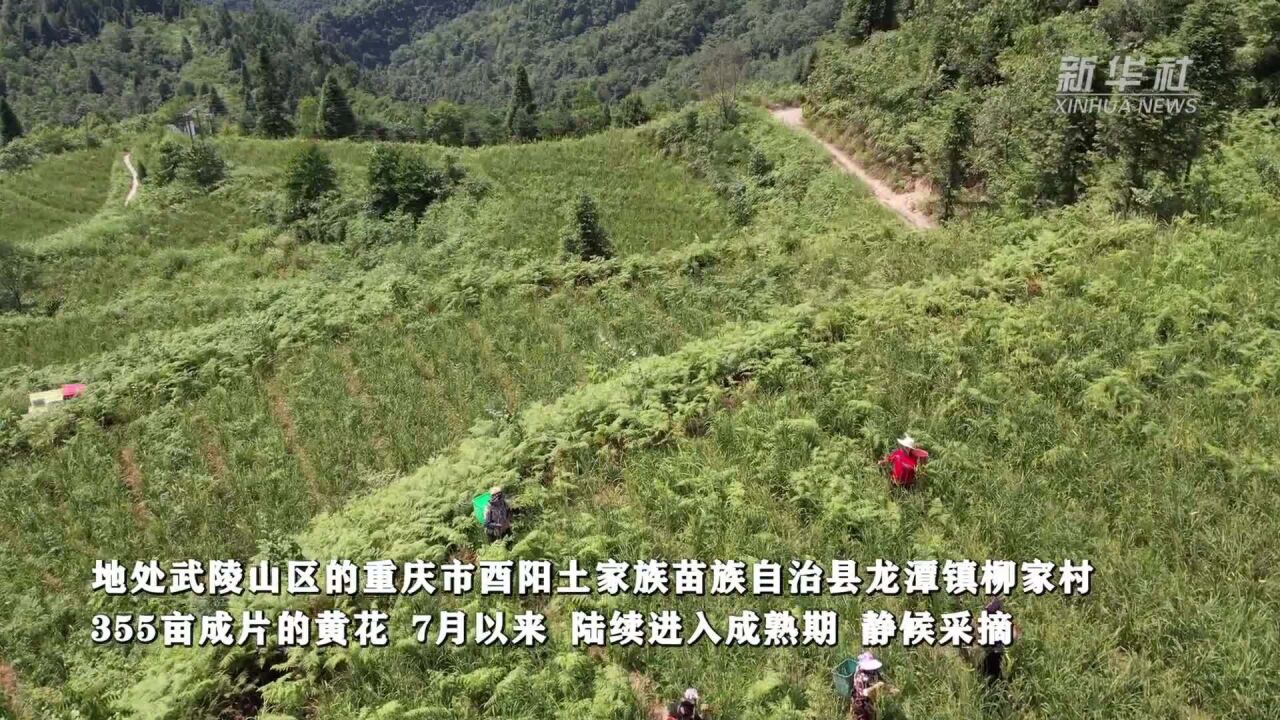 重庆酉阳:黄花丰收 农户增收