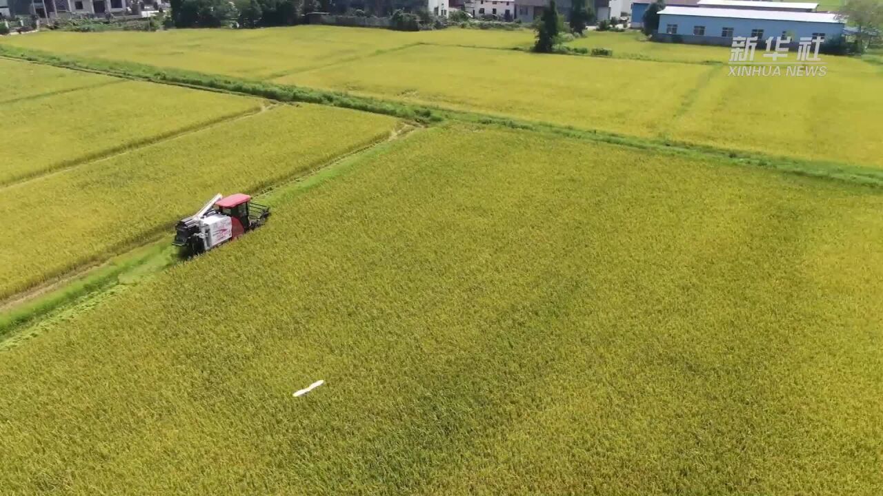 南方早稻迎夏收 稻田里的电商直播