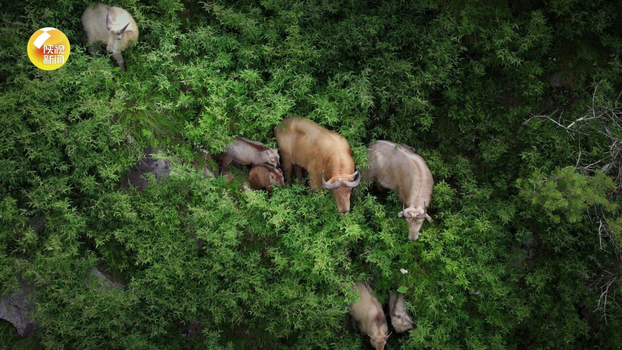 大饱眼福!国宝羚牛过着向往的生活