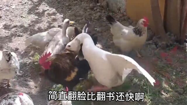 白鸭子纠缠公鸡谈情说爱,不料下一秒公鸡爆发了