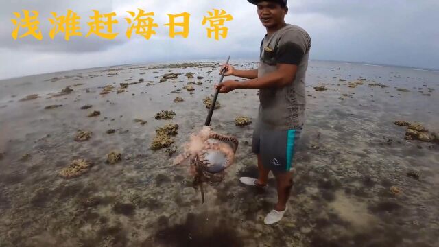 纪录片:海岛渔民的日常赶海生活