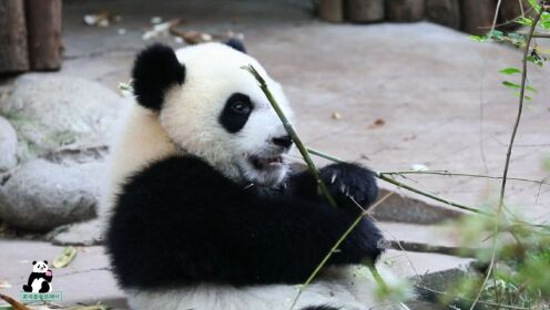 福多多小宝贝学吃竹子一招一式真正经又软萌可爱