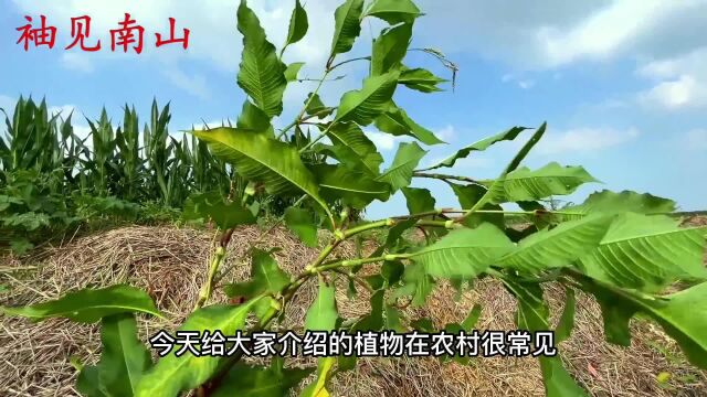 植物辣蓼又叫醉鱼草,比鱼竿实用比鱼枪快,你认识吗?