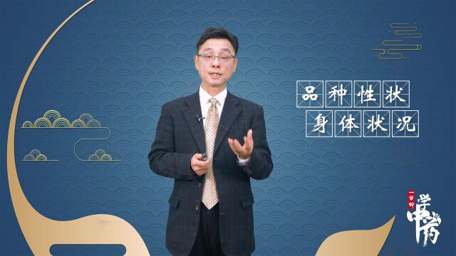 一分钟带你学中药之人参篇(12人参的用量用法)