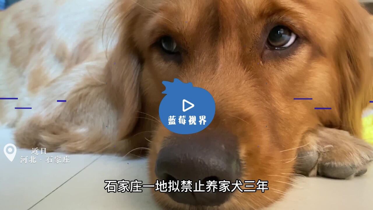 网传为防控黑热病,石家庄一地拟“禁养犬三年”,8月起实施.官方:文件已暂停