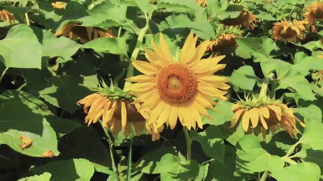 烂漫夏日,来石嘴山赴一场花海之约