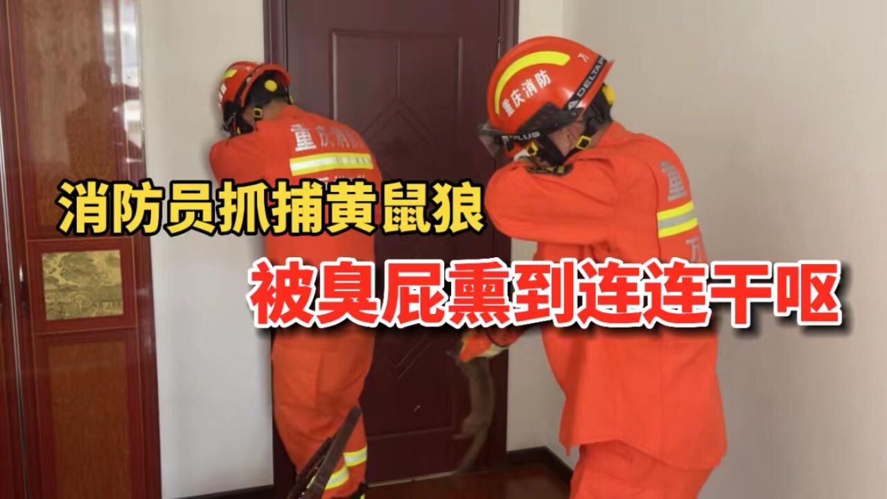 消防员抓捕黄鼠狼,被臭屁熏到连连干呕,一句“值得”令人敬佩