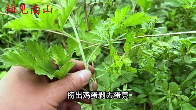 艾草又名医草、灸草、祁草,家里常备,看看有啥好处?